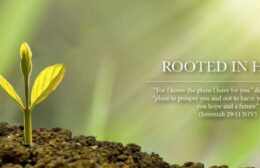 root growing out of the earth